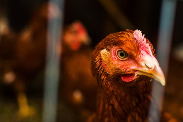 Mycotoxins in Poultry Feed: Effects, Prevention & Effective Binders