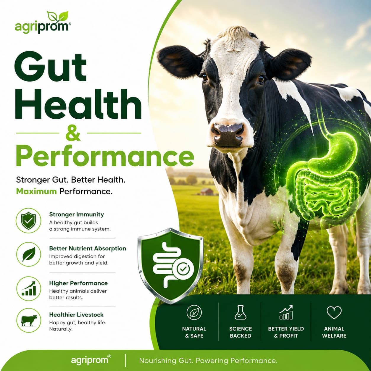 Gut Health & Performance