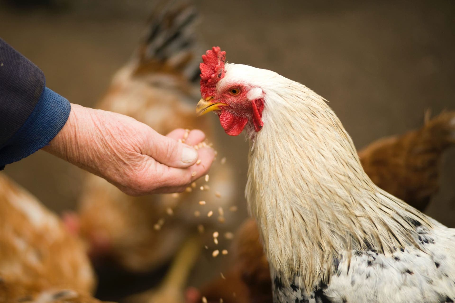 Bypass Protein in Dairy Cattle: The Key to Higher Milk Yield