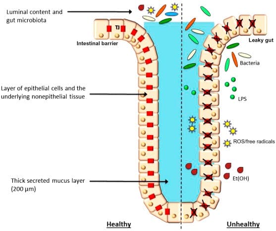 ProPhorce SR130: Advanced Tributyrin Solution for Poultry Gut Health and Performance