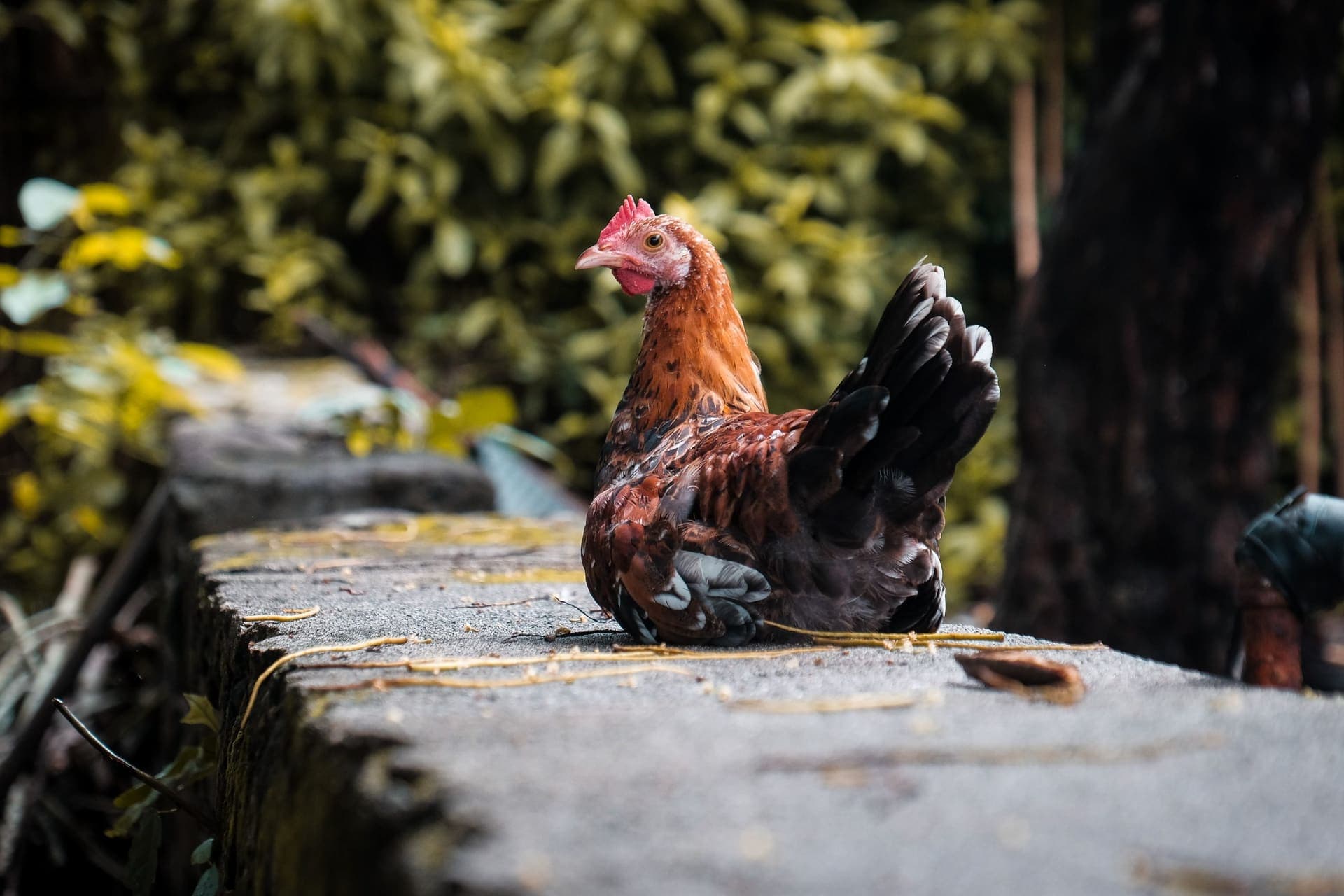 How NSP Enzymes in Poultry Feed Improve Growth and Feed Efficiency